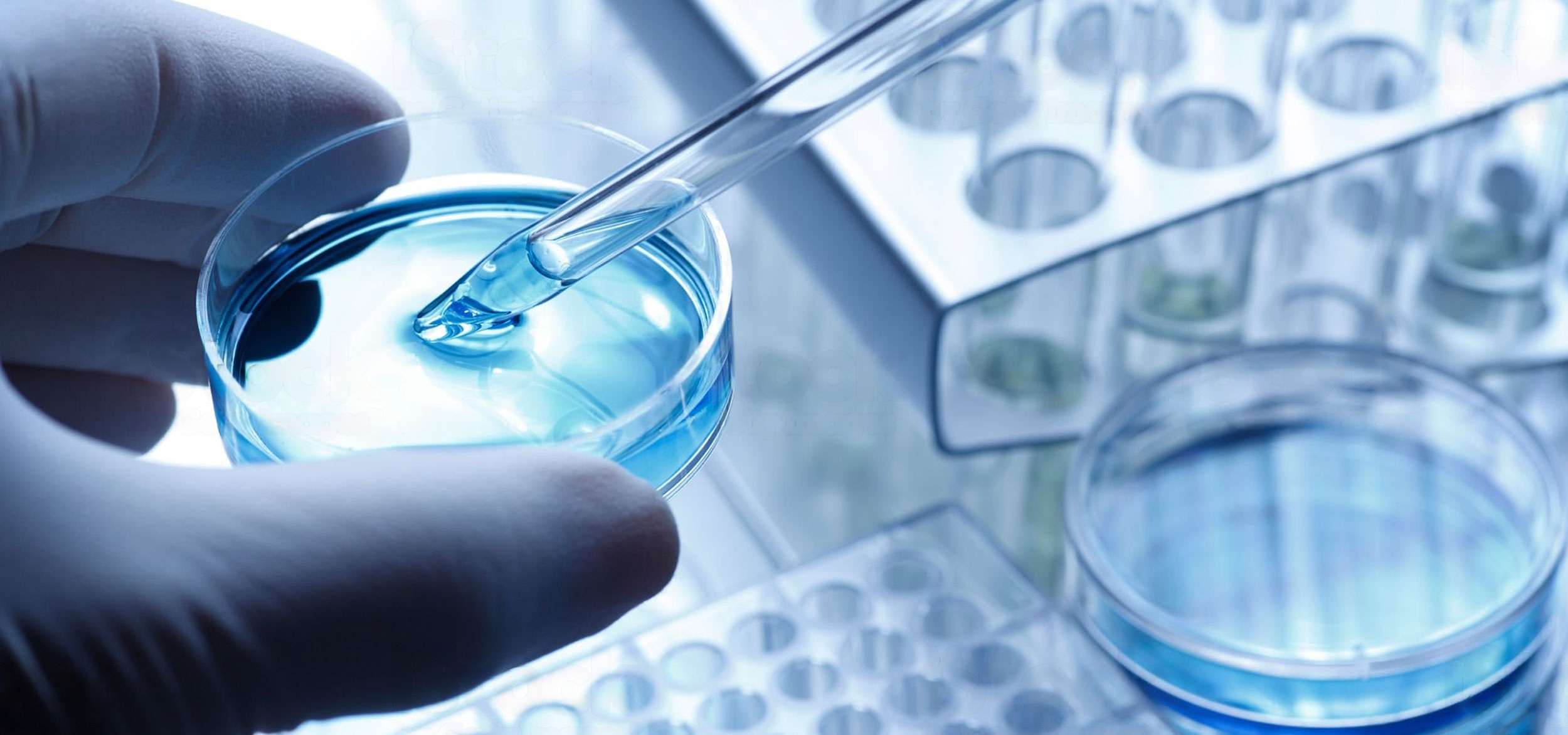 Scientist taking a sample out of a petri dish using a pipette